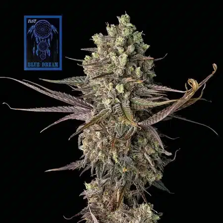 Blue Dream Seedsman