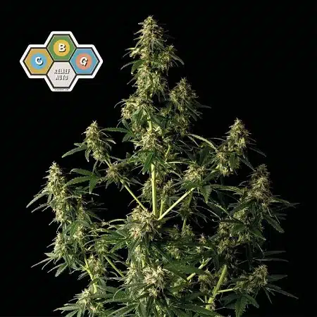 CBG Seedsman