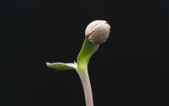 Cannabis sprout Minnesota cannabis