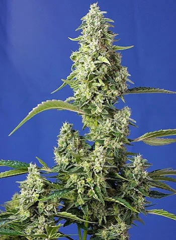 Gorilla Girl Sweet Seeds