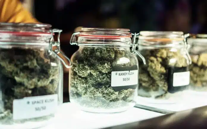 Cannabis jars display in dispensary judge