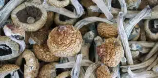Dried magic mushrooms COMPASS