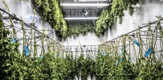 Drying cannabis HHS