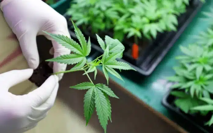 Hand holding young cannabis plant Western Australian