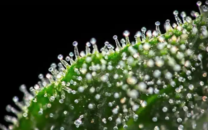 Trichomes macro medical