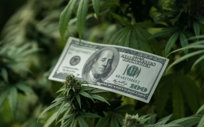 100 dollar bill and cannabis plants Cannabis