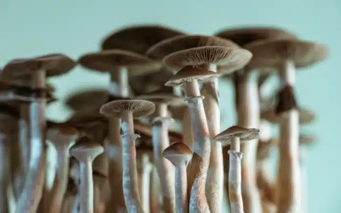 Magic mushrooms Plant-Based Psychedelics