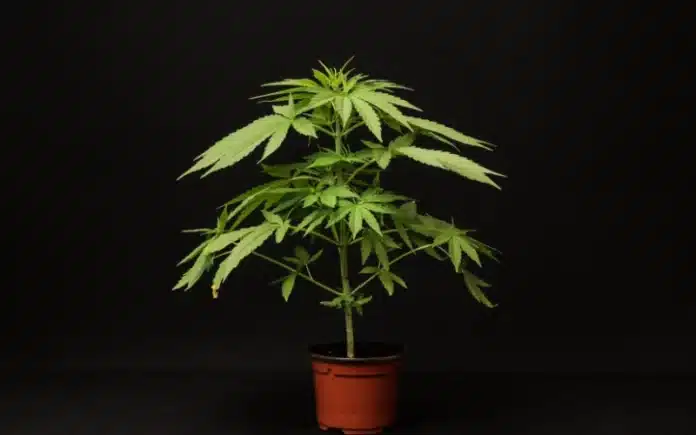 Young cannabis plant Baltimore