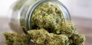 jar of cannabis Goldilocks