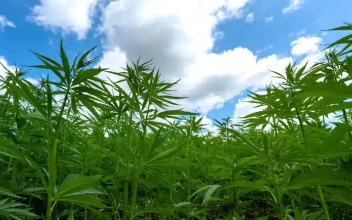 Hemp field Scotland