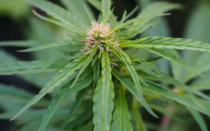 Hemp flower Alaska