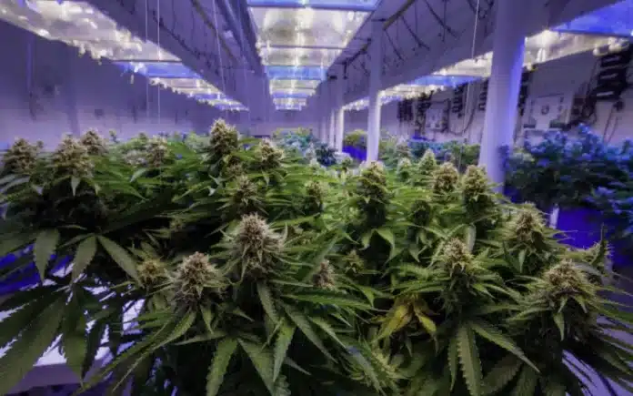 Indoor cannabis cultivation state-backed loan