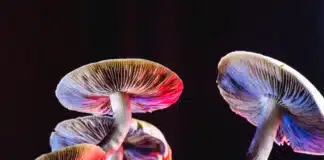 Mexican Psilocybe Cubensis California Gov.