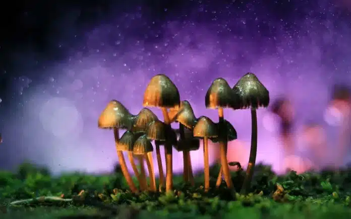 Magic mushrooms Magic mushroom
