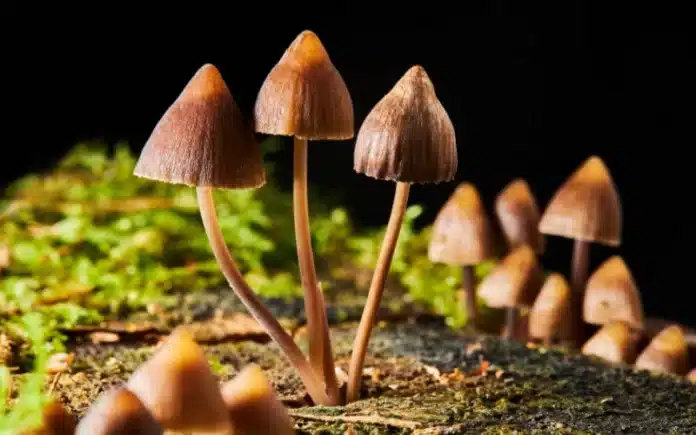 psilocybin mushrooms bipolar