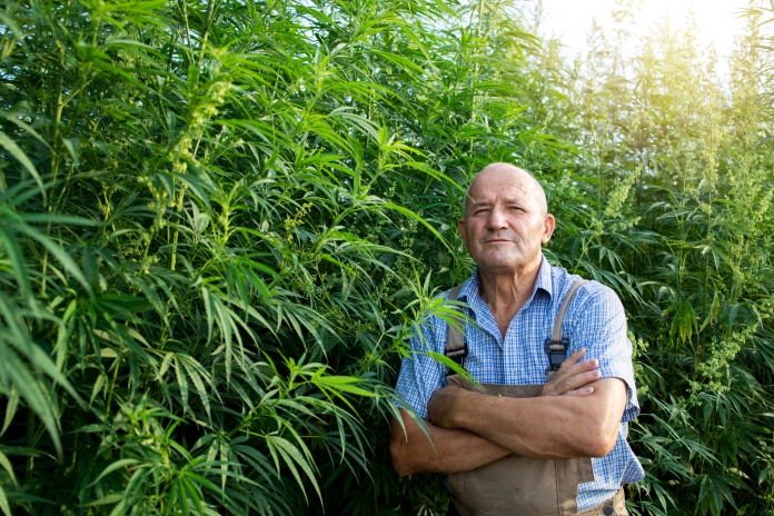 Cannabis Farmer