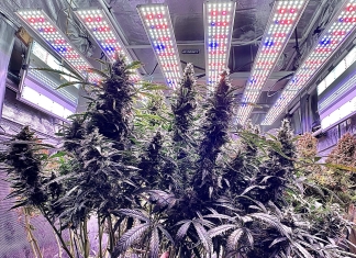 April 2024 Grow Journal Of The Month Winner @Jon