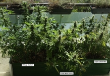 March 2024 Grow Journal Of The Month Winner @Stunger