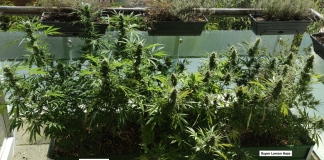 March 2024 Grow Journal Of The Month Winner @Stunger