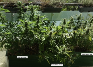 March 2024 Grow Journal Of The Month Winner @Stunger