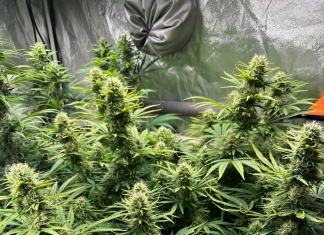 May 2024 Grow Journal Of The Month Winner @StoneOtter