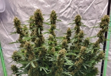 420 Magazine’s Plant of the Month April 2024