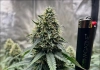 July 2024 Grow Journal Of The Month Winner @GrandDaddyBlack