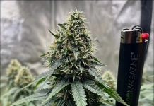 July 2024 Grow Journal Of The Month Winner @GrandDaddyBlack