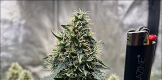 July 2024 Grow Journal Of The Month Winner @GrandDaddyBlack