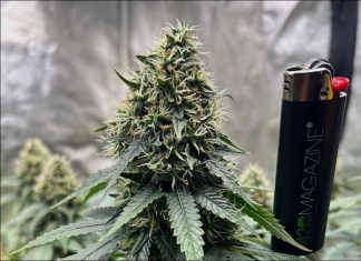 July 2024 Grow Journal Of The Month Winner @GrandDaddyBlack