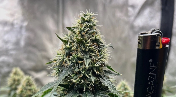 July 2024 Grow Journal Of The Month Winner @GrandDaddyBlack