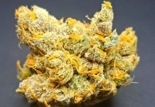 Nug Of The Month August 2024 Preston9mm