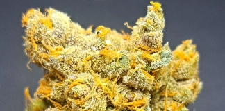 Nug Of The Month August 2024 Preston9mm