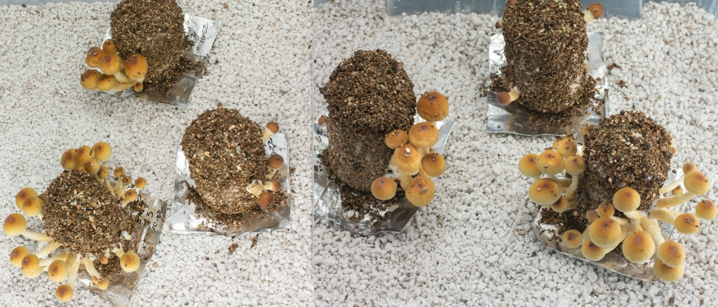 Mushrooms growing in Mega Mushroom Grow Kit