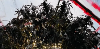 420 Magazine's Plant of the Month November 2024