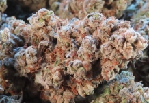 420 Magazine's Nug of the Month November 2024