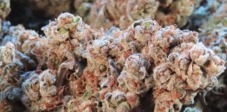 420 Magazine's Nug of the Month November 2024