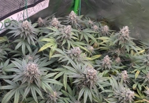 420 Magazine's Grow Journal of the Month December 2024